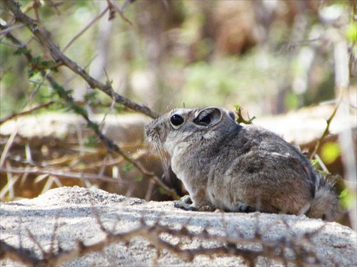 (1302) Somálsko - Gundi somálský (Ctenodactyus) dlhý až 20 cm