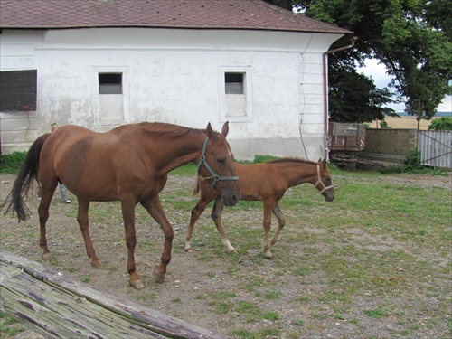 (1364) Mama kedy budem už aj ja pretekať