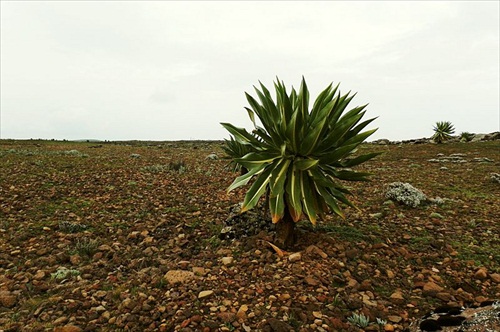 (1505) Bale Mountains national Park - náhorna planina