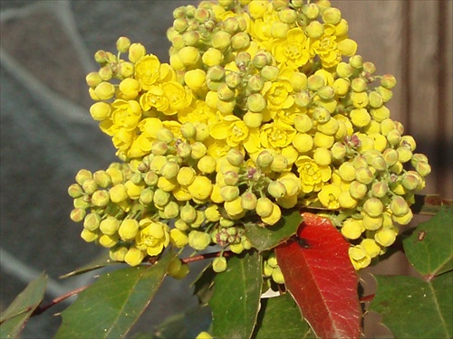 ...mahonia