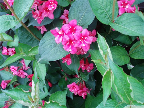 ...weigela