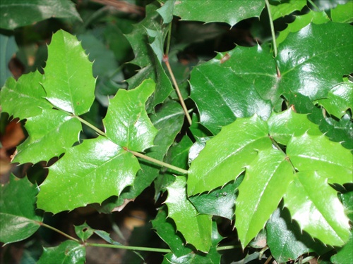 ...mahonia...