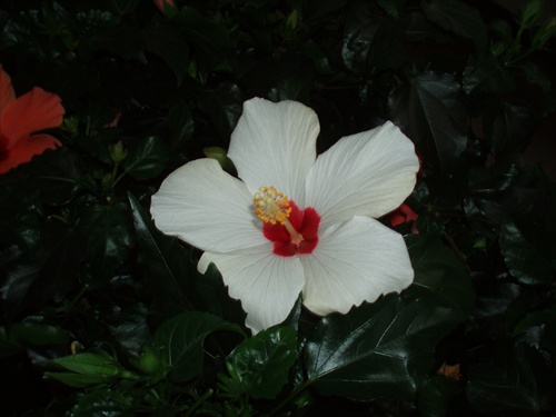 ...HIBISCUS...