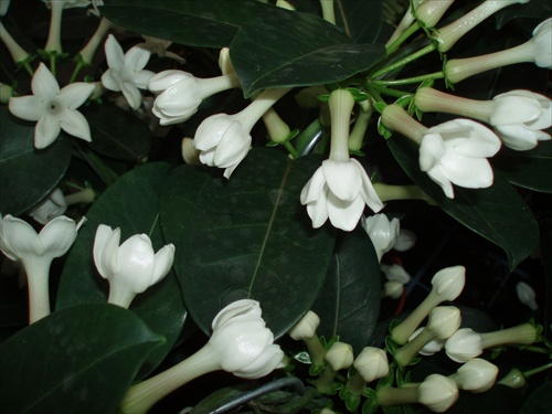 ...Stephanotis Tower Pyramide...