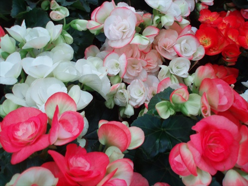 ...begonia...