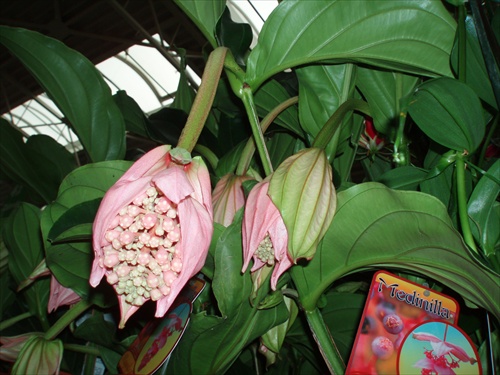 ...Medinilla...