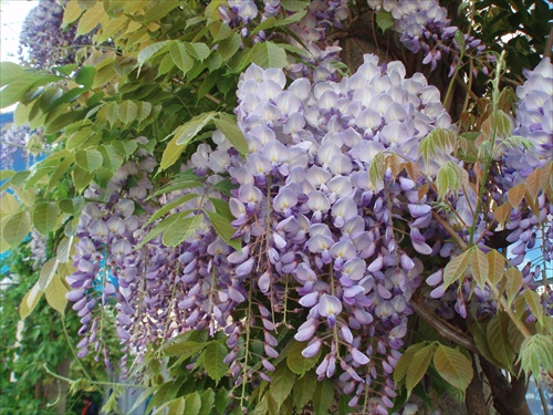 Wisteria