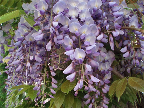 ...Wisteria...