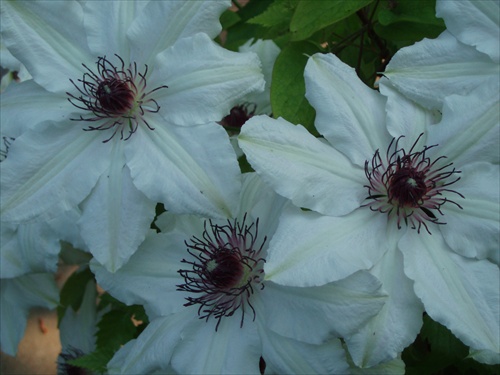 ...clematis...