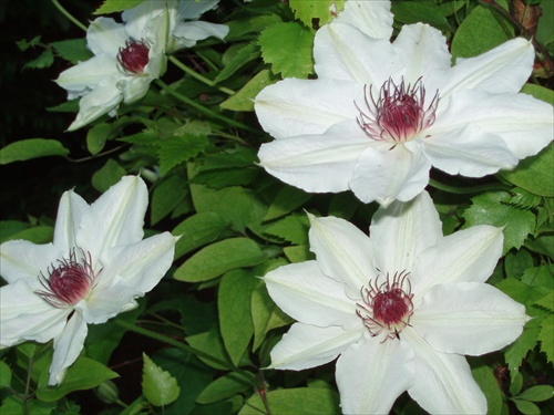 ...clematis...