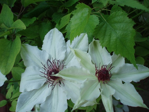 ...clematis...