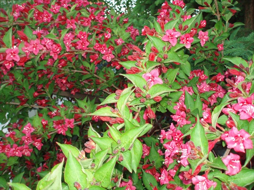 ...weigela...