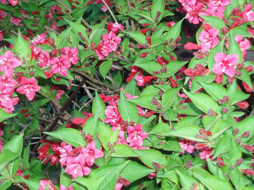 ...weigela...