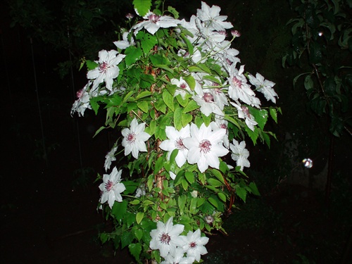 ...clematis...,,kopec kvetov,,