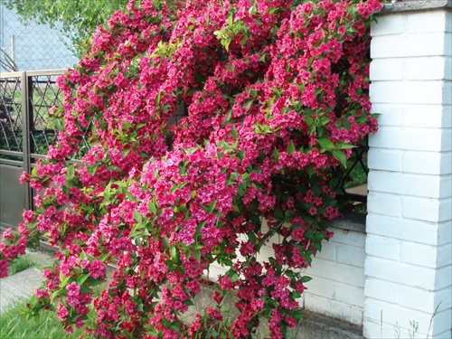 ...weigela...