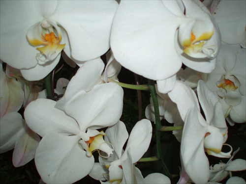 ...Phalenopsis...