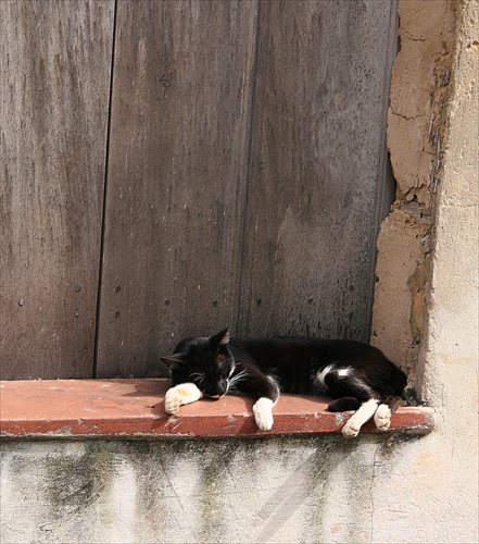 O GATO SALVADOR