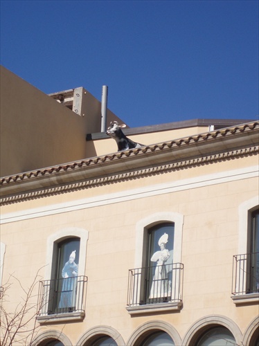 cow on the roof