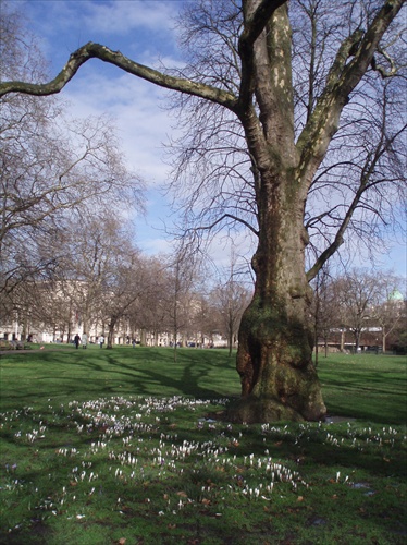 jar v St. Jameses's park