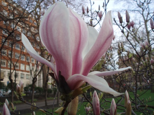 magnolia