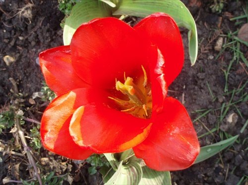 tulipan