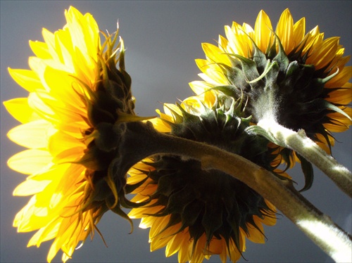 sunflowers