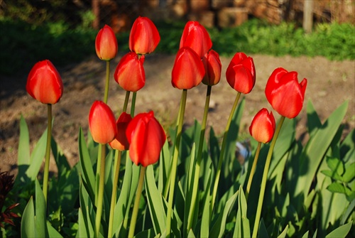 tulipany