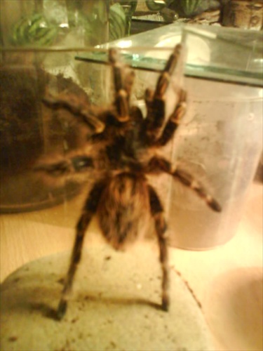 Grammostola aureostriata