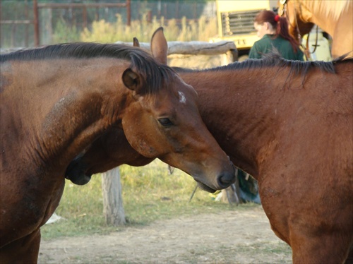 Konská láska