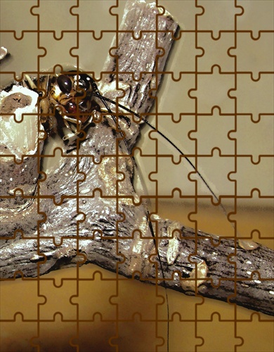 cvrček puzzle