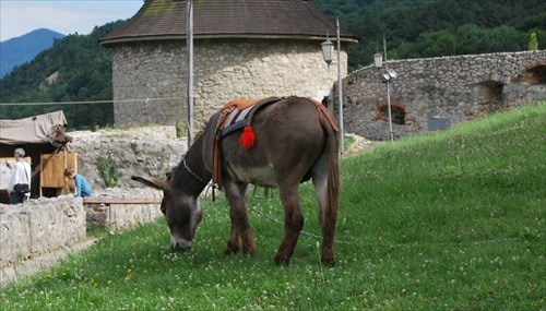 osol na Trenčianskom hrade