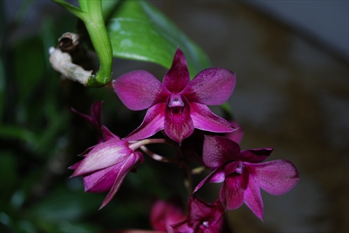 Dendróbium 1