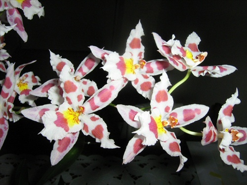 Oncidium