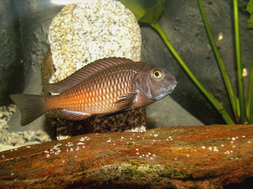 tropheus