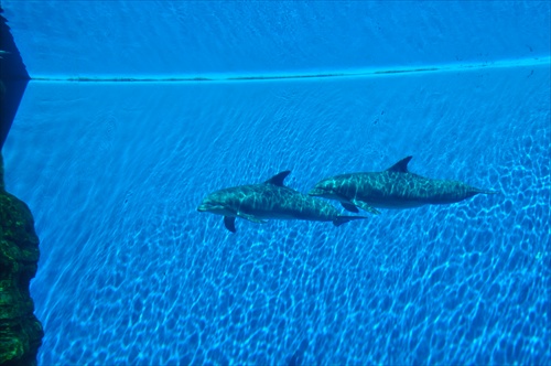 Acquario di Genova