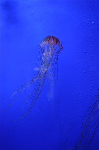 Acquario di Genova