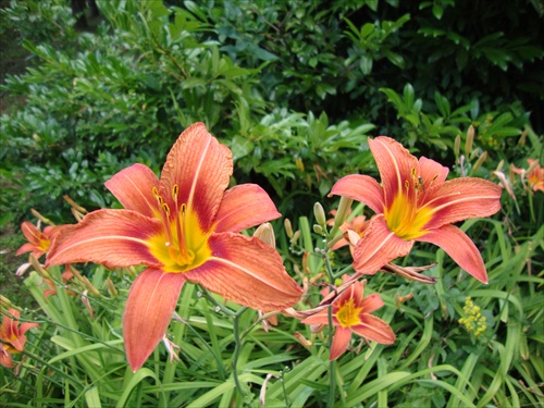 Lilium