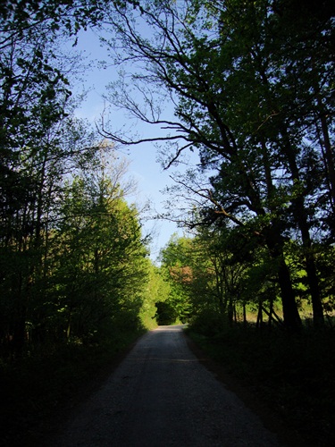 Zelený tunel