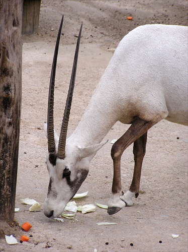 antilopa