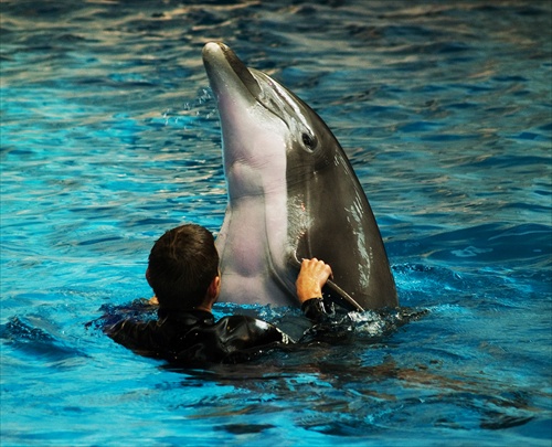 delfin