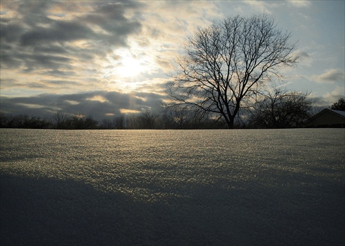 tree and snow