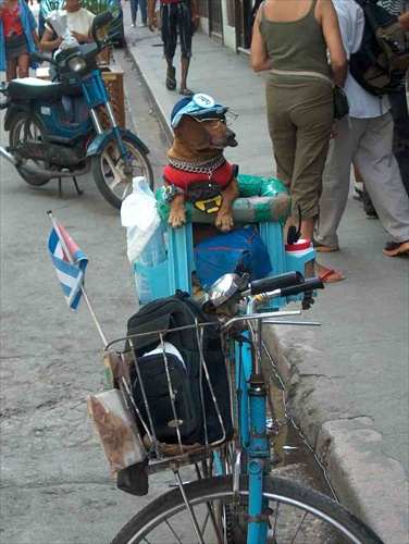 Cuba-psik na bicykli