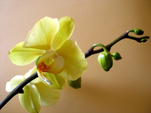 Orchidea III