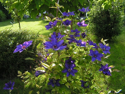 clematis