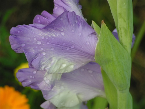 osviežený gladiol