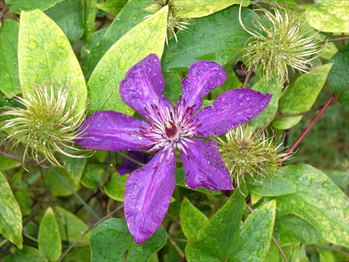 clematis aj odkvitnutý