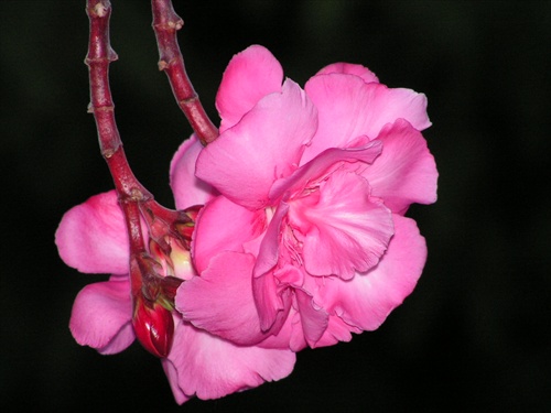 oleander