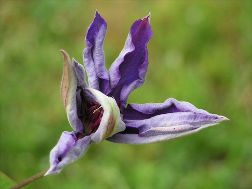 otvárajúci sa clematis