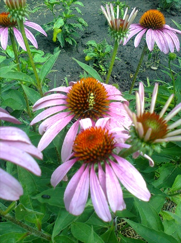 echinacea