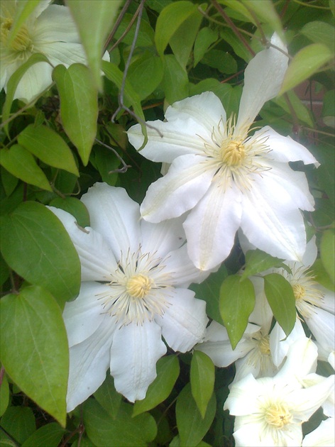 clematis